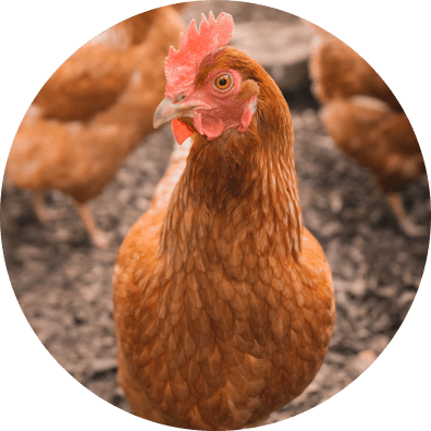 Gallinas libres